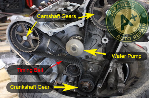 Learn more about the inner workings of your vehicle The parts in the timing cavity of a motor showing camshaft gears, crankshaft gears, timing belt, & water pump. A+ Japanese Auto Repair in San Carlos, CA